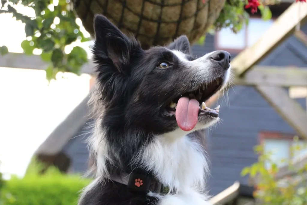 Black and white Border Collie with it's tongue out