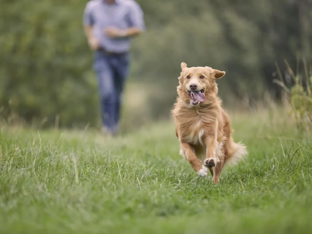 A tan dog running across a field with owner in the background