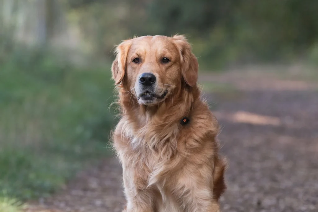 Golden Retriever sitting on path wearing a PitPat Dog Activity Monitor