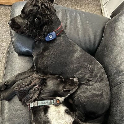 Two spaniels wearing blue pitpat gps and activity monitor sleeping on sofa