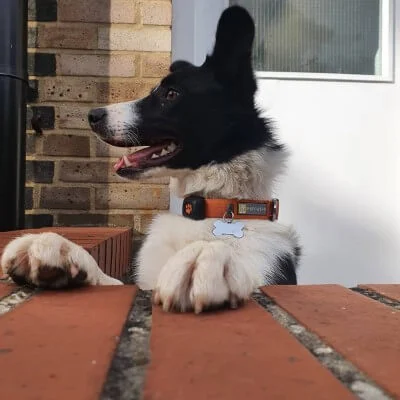 border collie wearing a pitpat