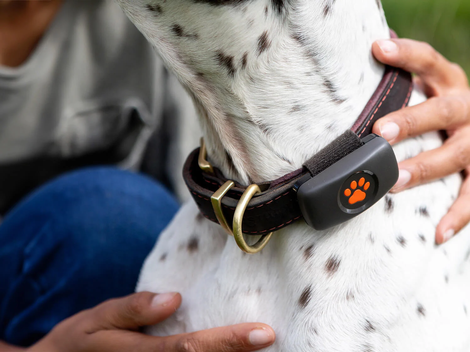 Close up of a PitPat Dog GPS Tracker on a Pointer's collar