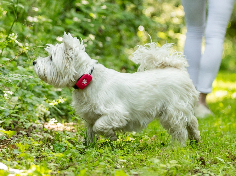 Vodafone gps pet tracker hotsell