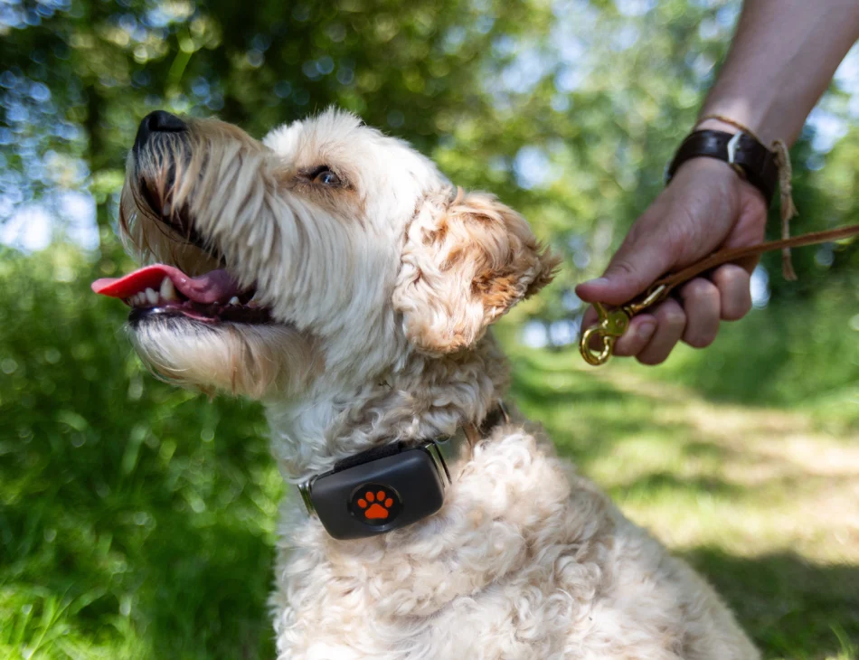 Dog waiting for lead to be put on in the park