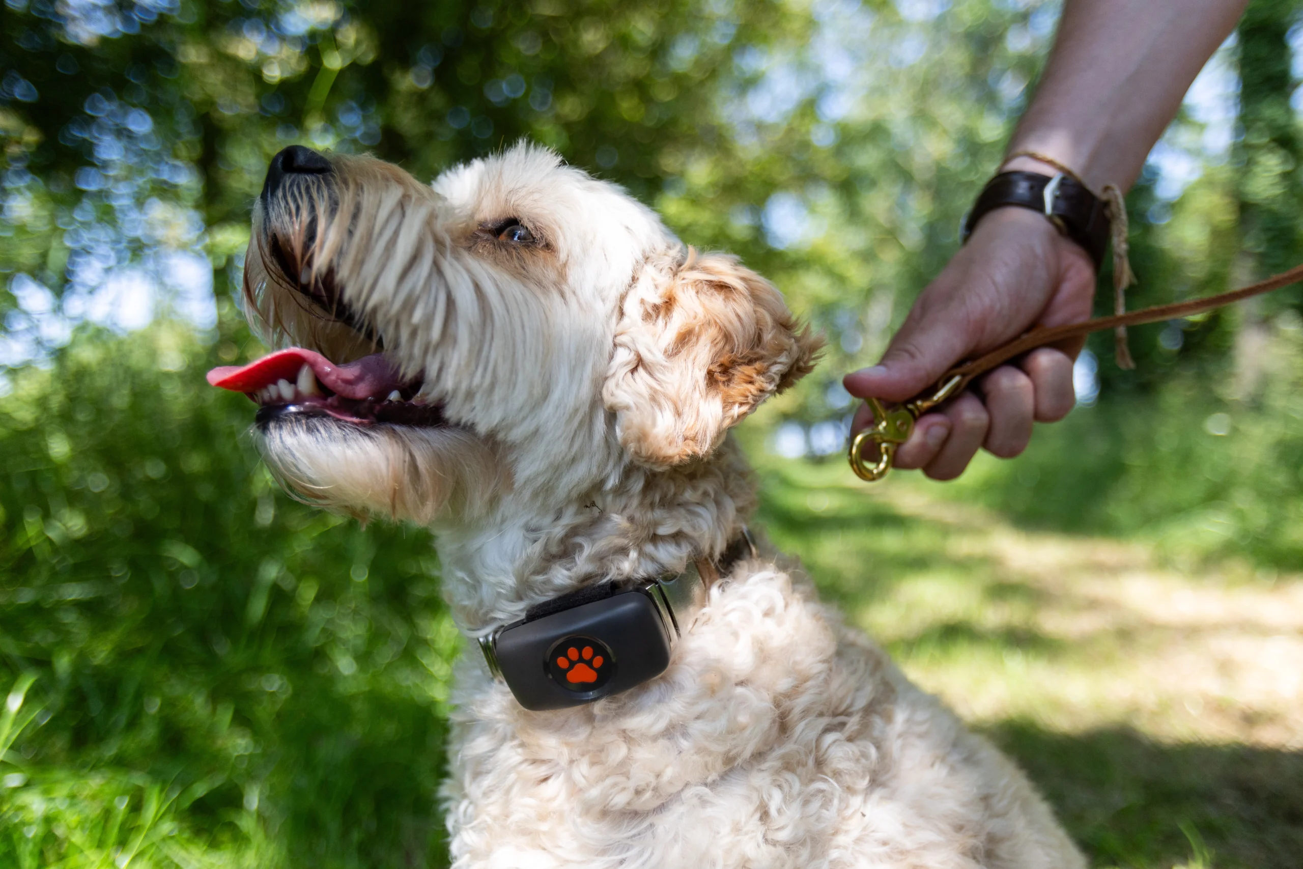 Dog waiting for lead to be put on in the park