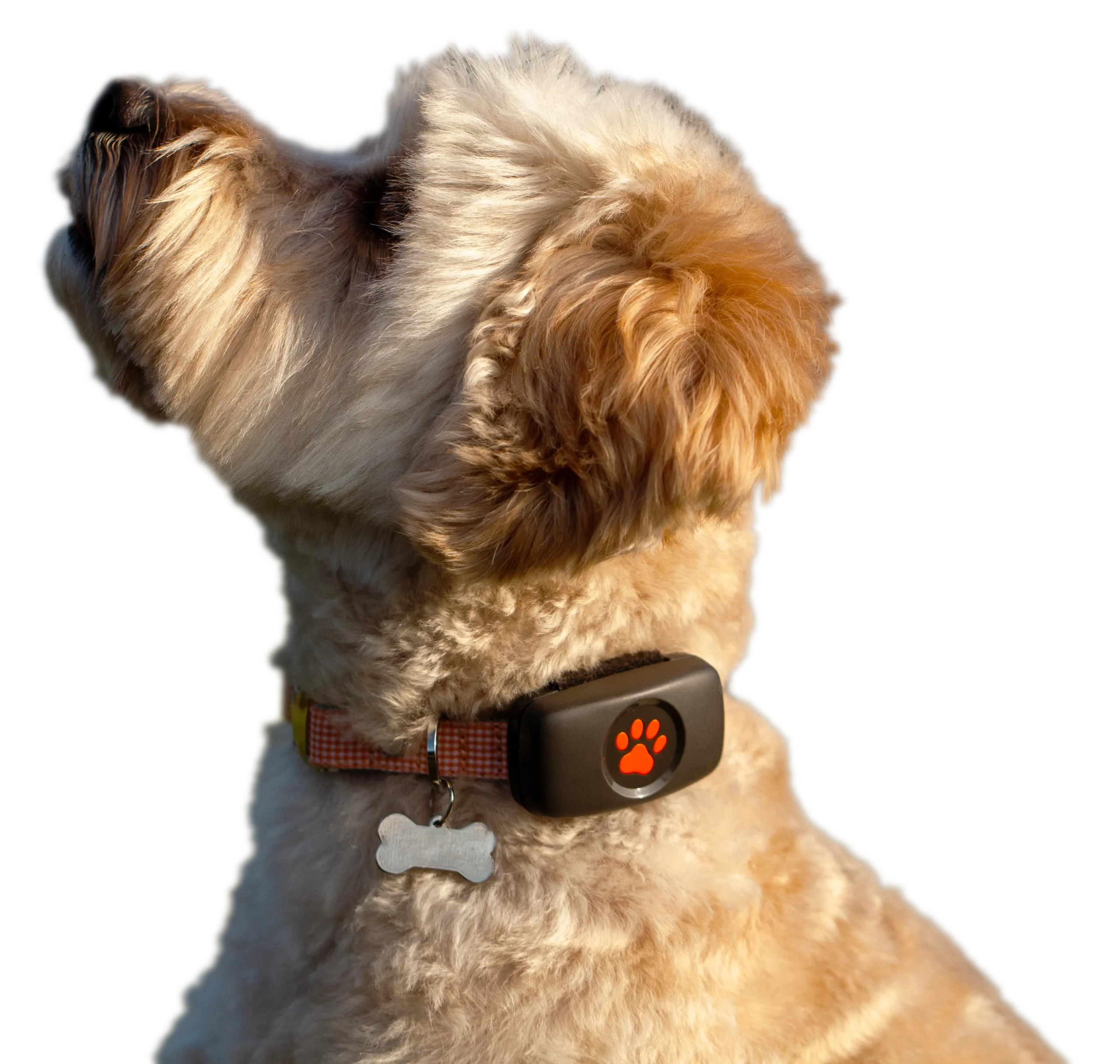Pitpat 2 clearance