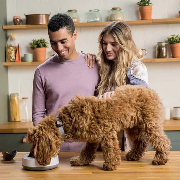 Cockapoo on table eating PitPat Food with owners watching