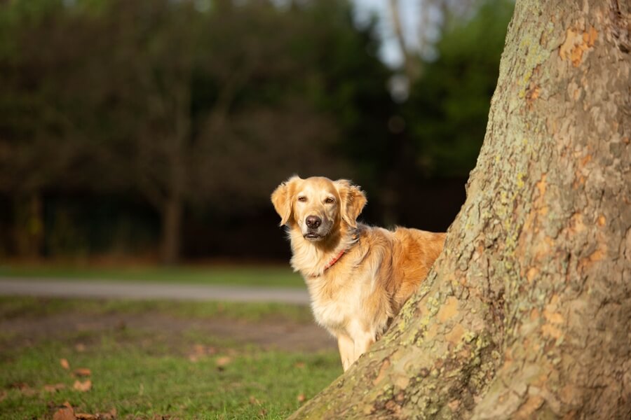 Golden Retriever looking out from behind a tree.