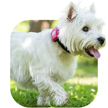 West Highland Terrier walking across grass wearing a pink PitPat GPS
