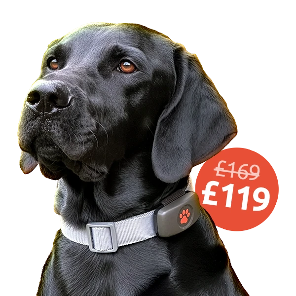 Black Labrador with Black PitPat GPS on collar