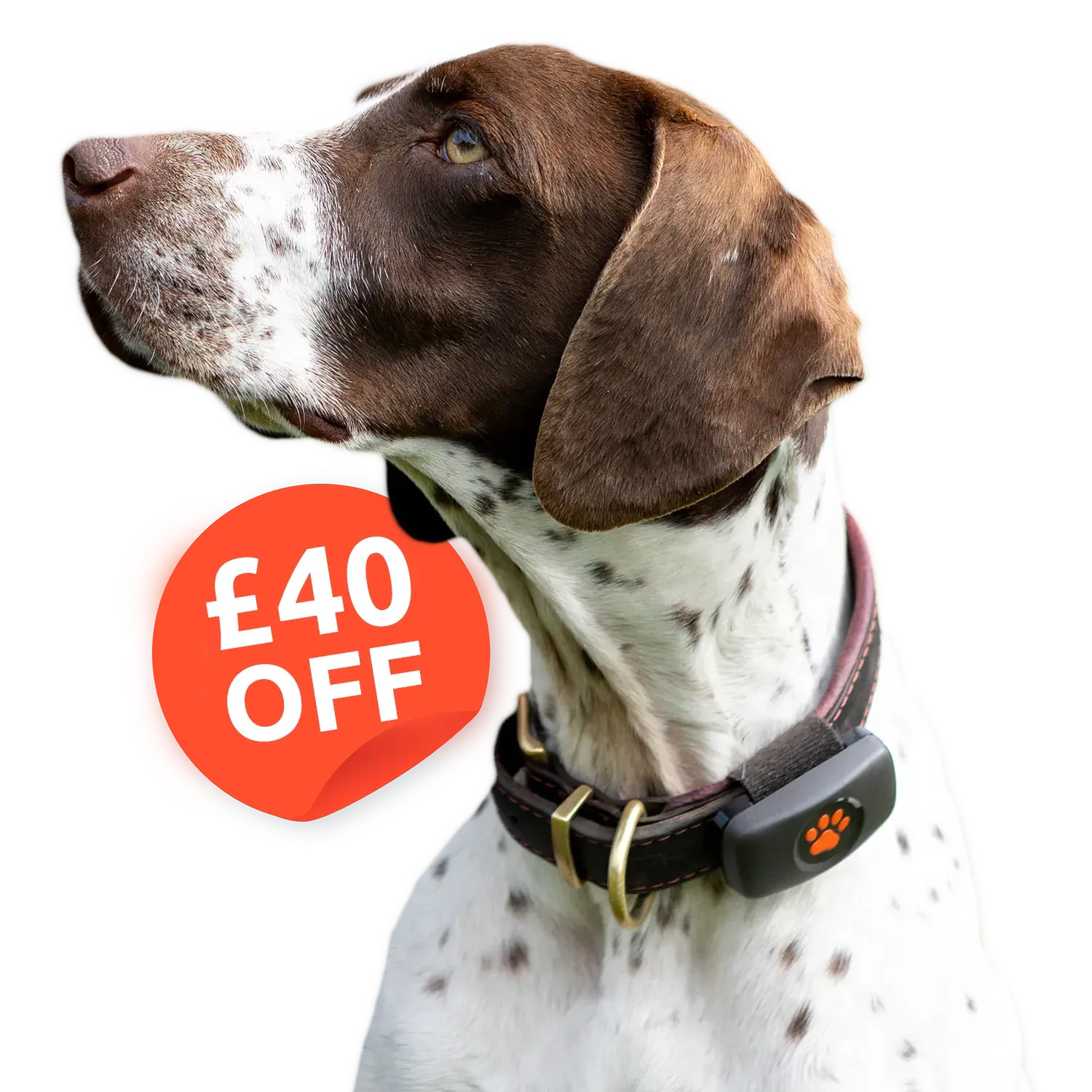 £40 off a PitPat GPS. Pointer with a Black GPS.