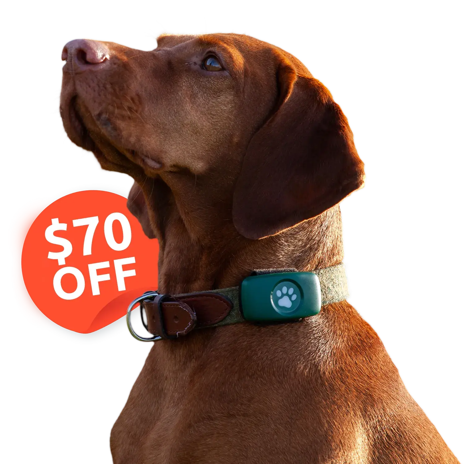 $70 off a PitPat GPS. Vizsla with Green PitPat GPS.