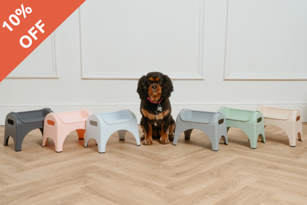 Small brown dog surrounded by EasyEat raised dog feeder bowls