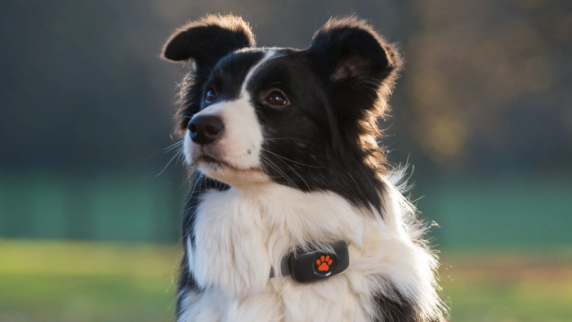 White & black Border Collie wearing PitPat GPS in a park.