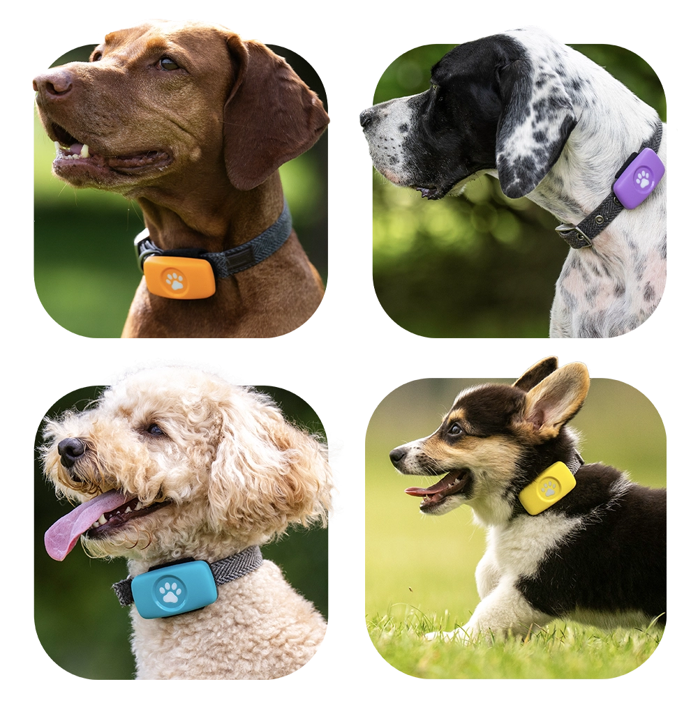 four images of dogs wearing the new Orange, Purple, Teal and Yellow PitPat GPS!