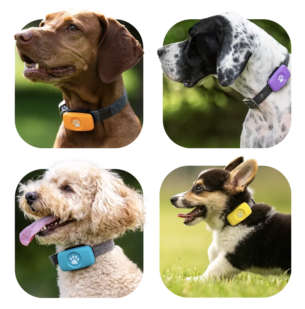 Vizsla, Pointer, Cockapoo and Corgi wearing the limited edition PitPat GPS devices.